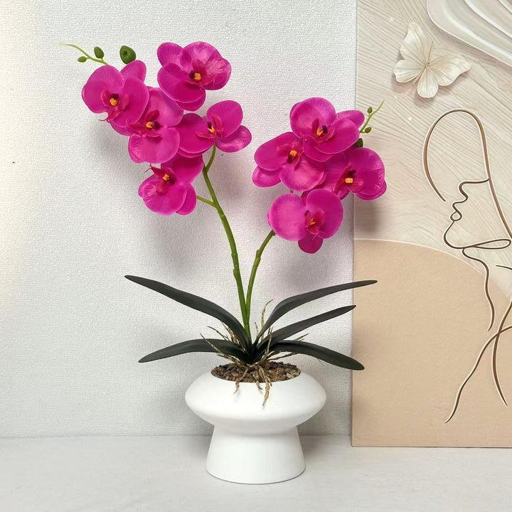 Decorative Orchid Plant Centerpiece