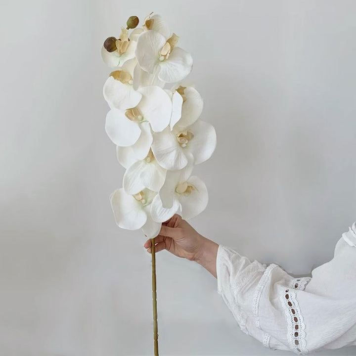 Elegant Orchid Stem