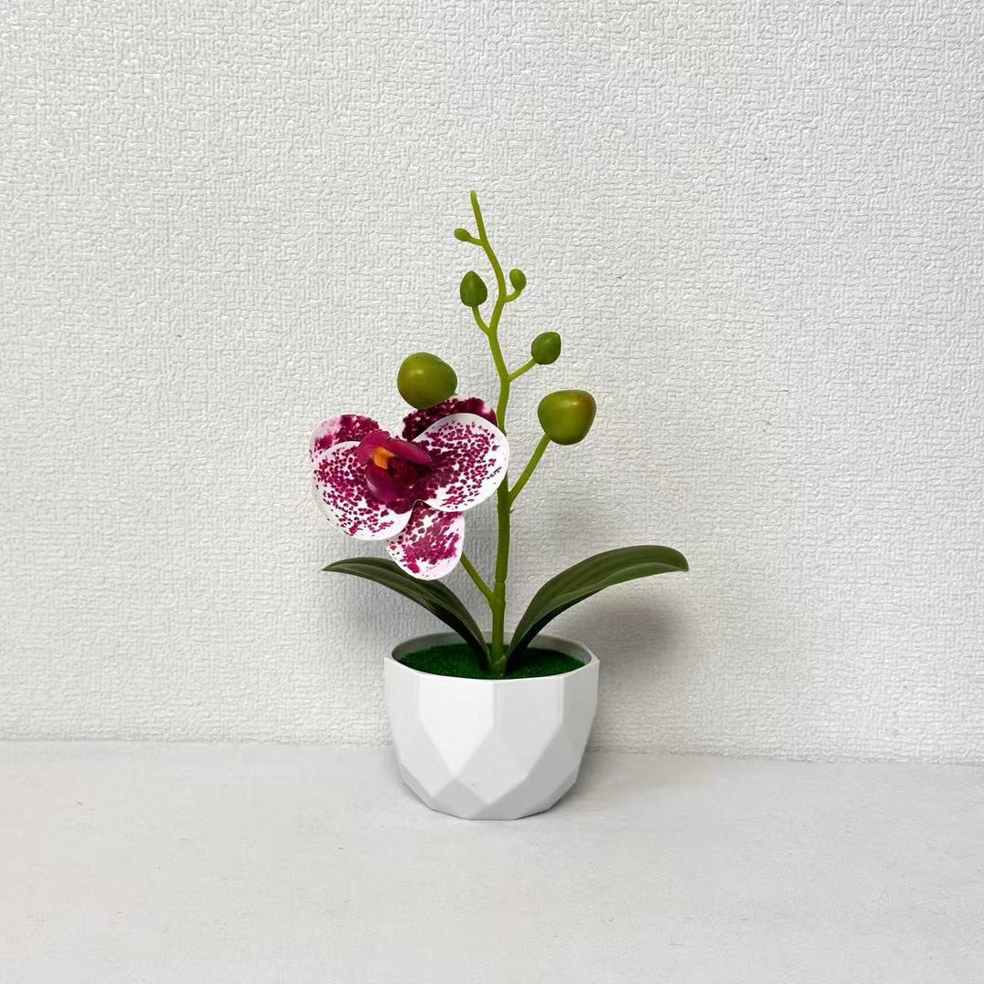 Orchid Plant Arrangement