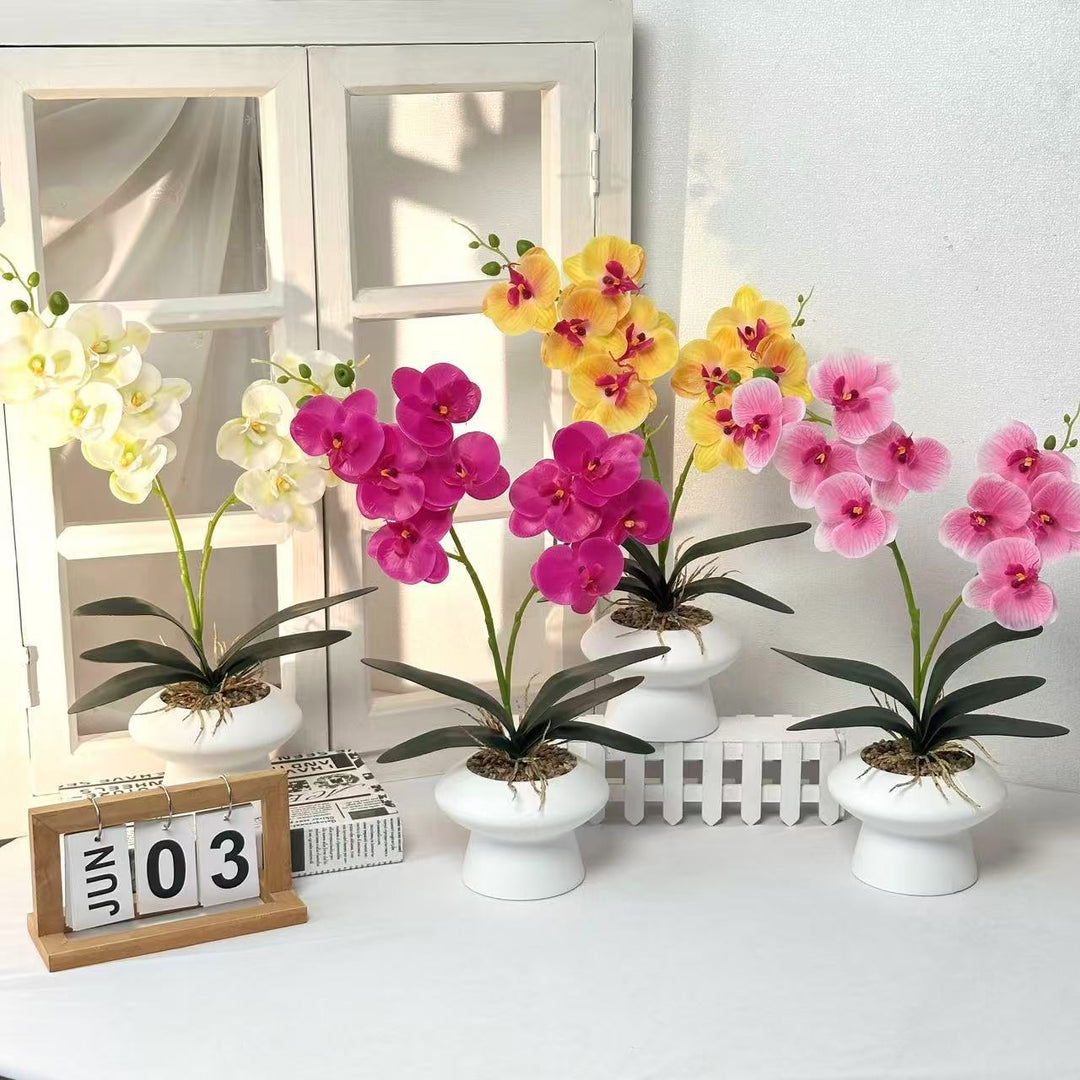 Decorative Orchid Plant Centerpiece