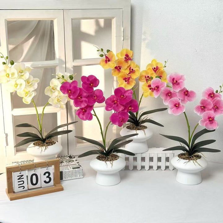 Decorative Orchid Plant Centerpiece