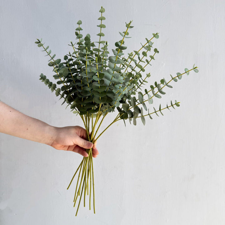 Premium Eucalyptus Stem