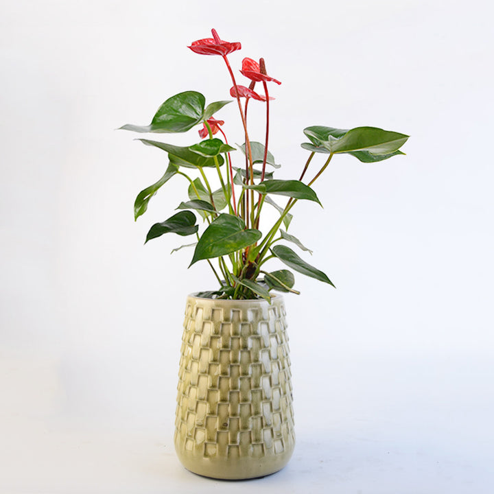Decorative Flower Pots Stornfield