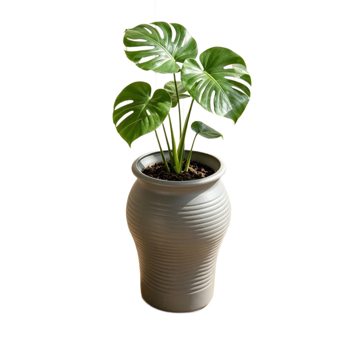 Decorative Planter Stornfeild