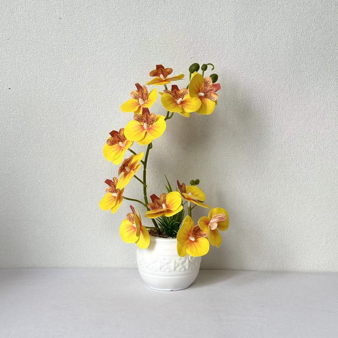 Premium Orchid Plant Arrangement