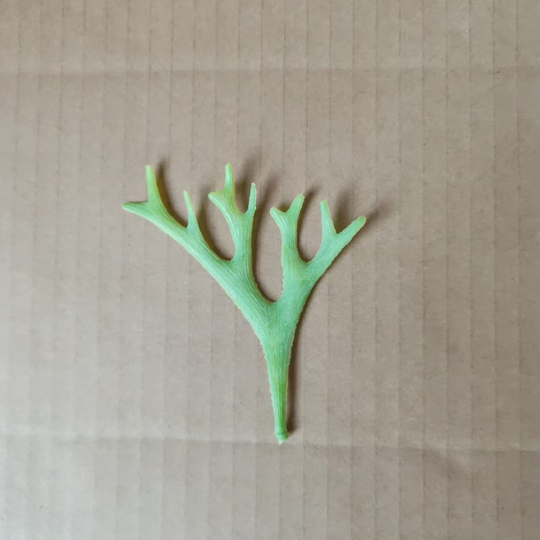 Decorative Botanical Leaf Stem