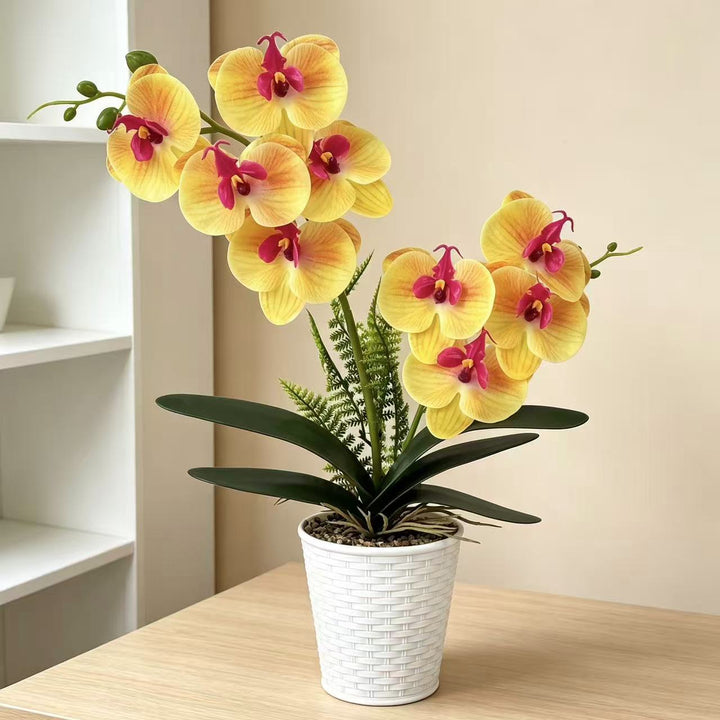 Decorative Orchid Plant for Indoor Home Decor