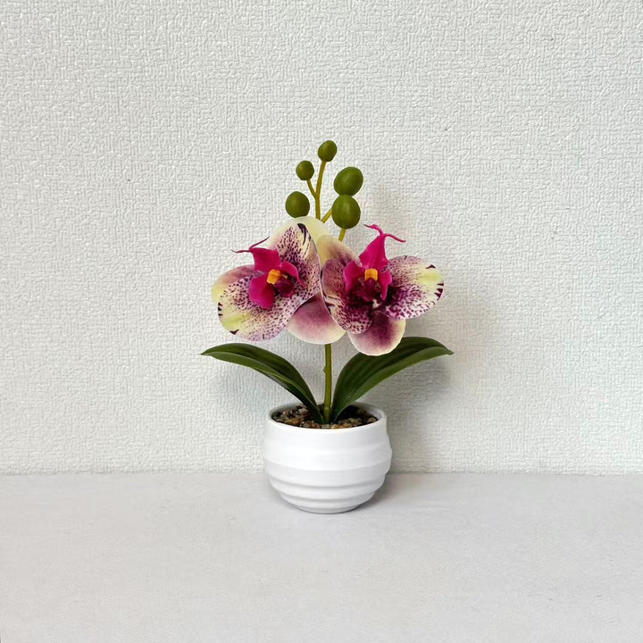 Decorative Orchid Planter