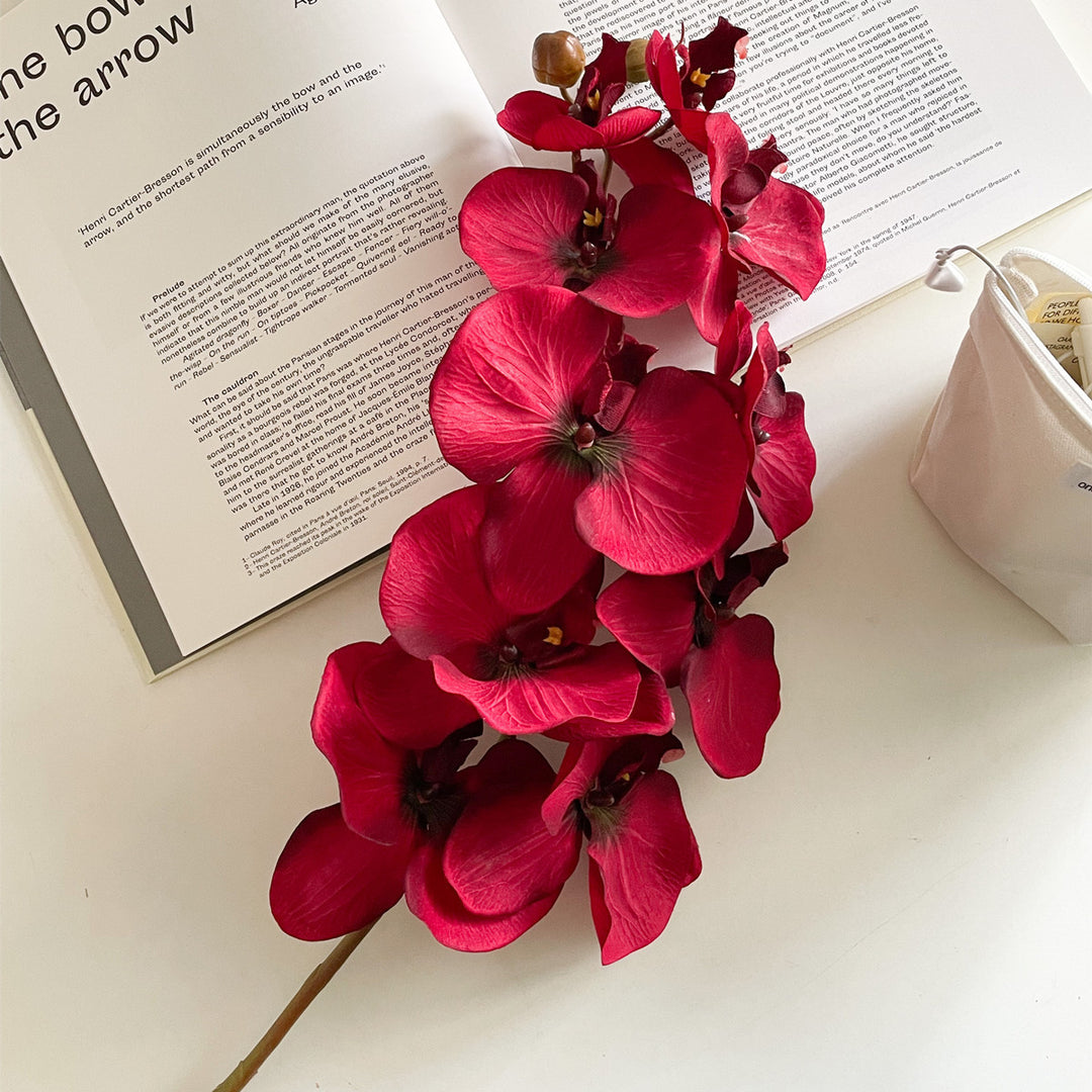 Elegant Orchid Stem