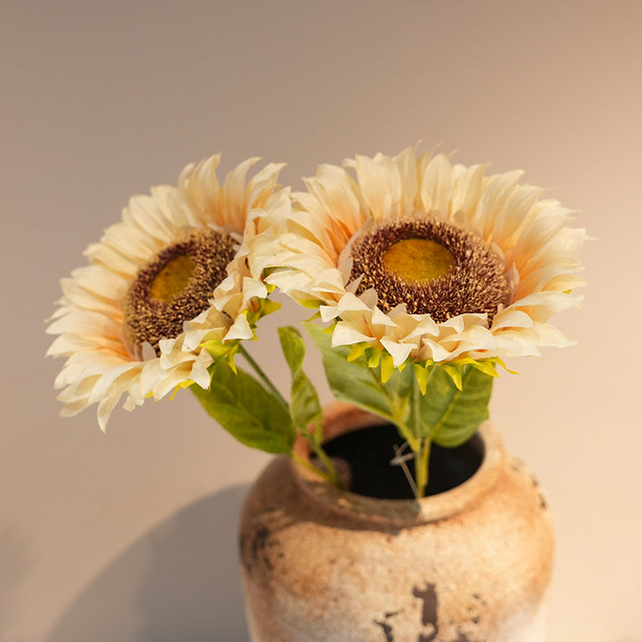 Decorative Plant Stornfield
