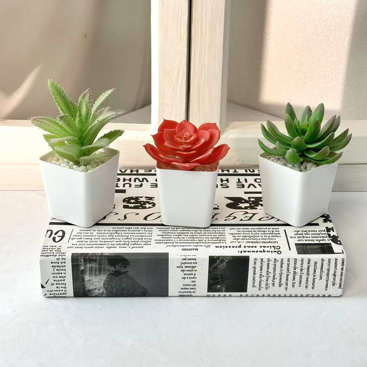 Succulent Plant Arrangement