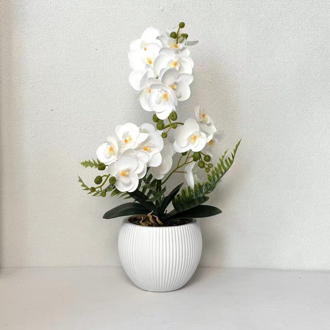 Decorative Orchid Plant for Decorative Home Display