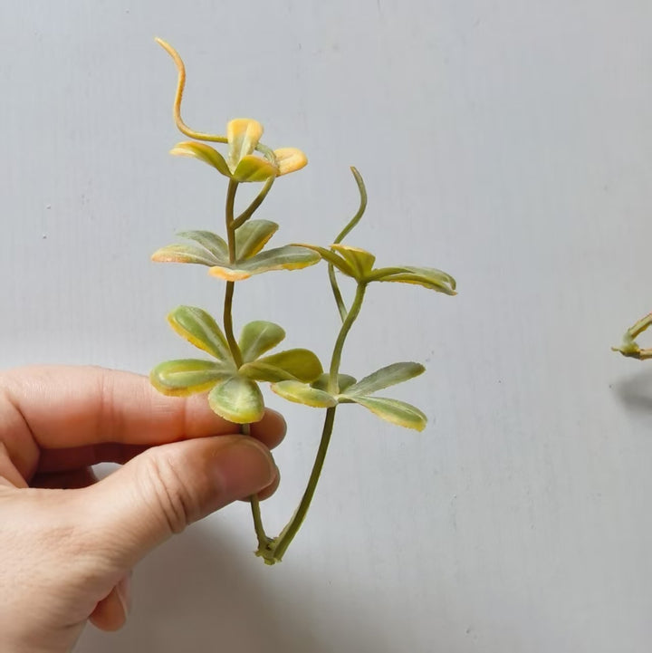 Decorative Succulent Arrangement