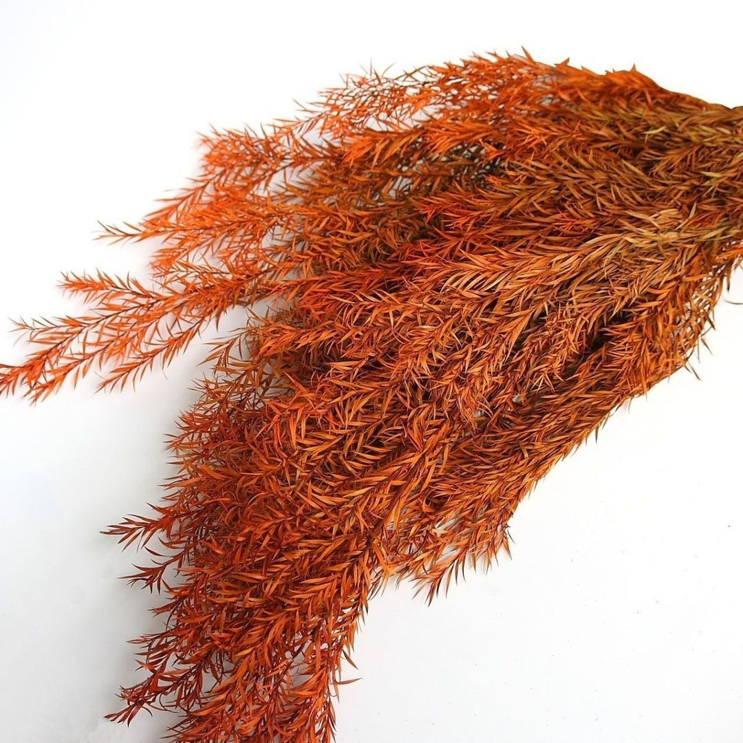 Premium Dried Floral Stems