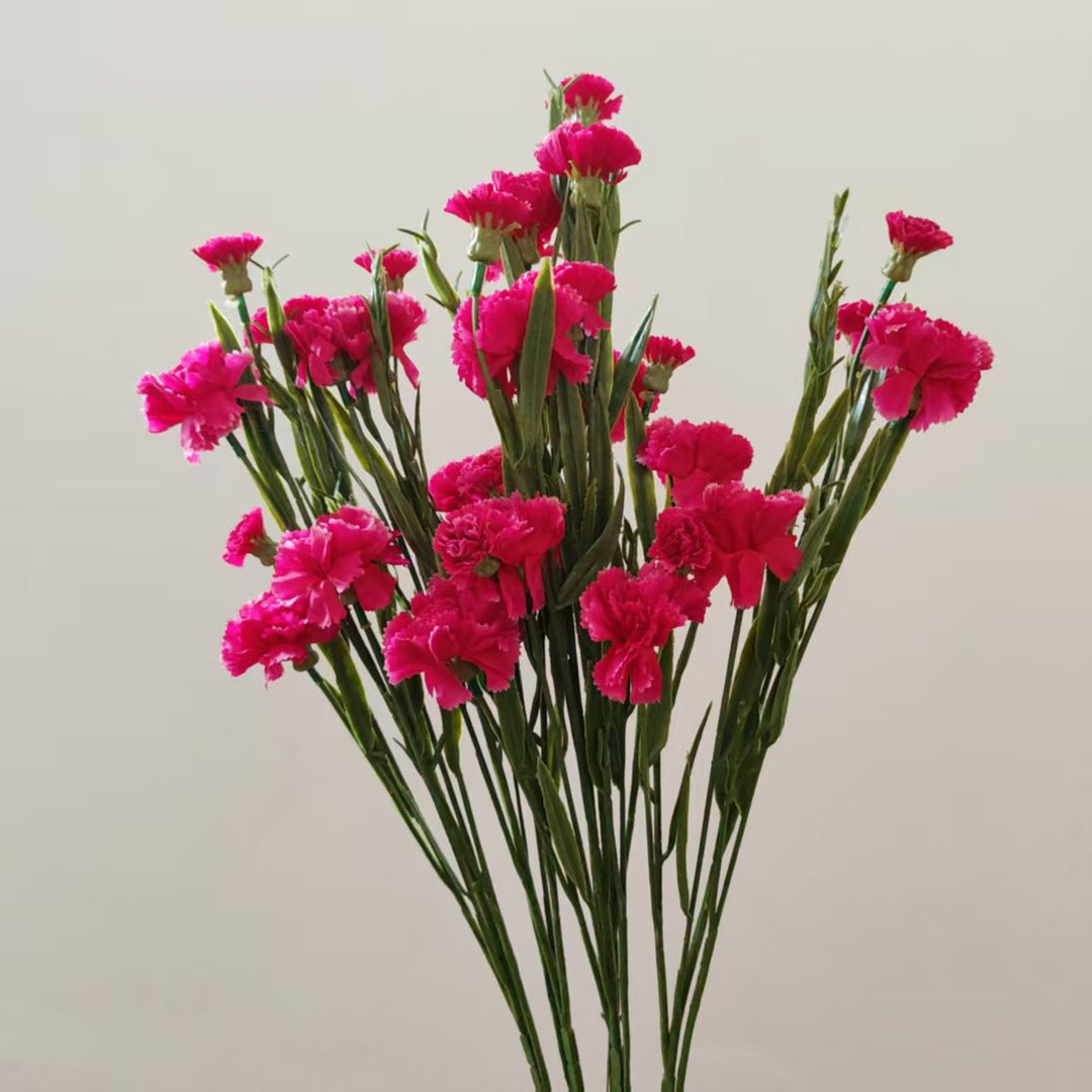 Realistic Carnation Floral Stem