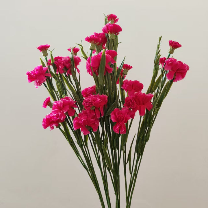 Realistic Carnation Floral Stem