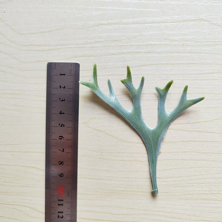 Decorative Botanical Leaf Stem