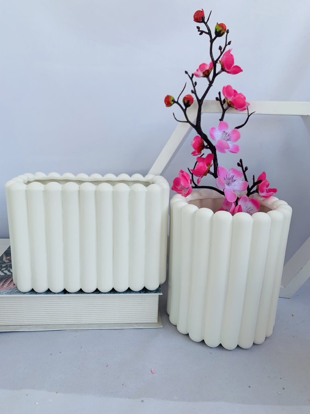 Decorative Plant Stornfeild