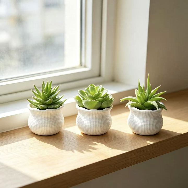 Decorative Succulent Planter for Indoor Home Decor