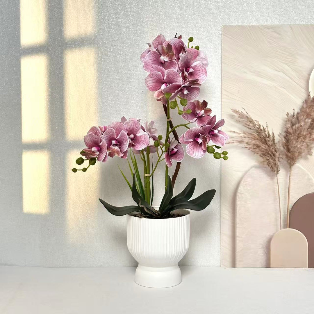 Decorative Orchid Plant Arrangement 1790480695 for Decor