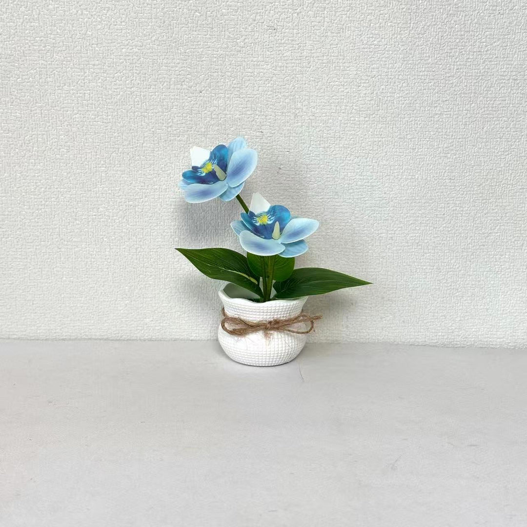Decorative Potted Orchid Arrangement for Indoor Display