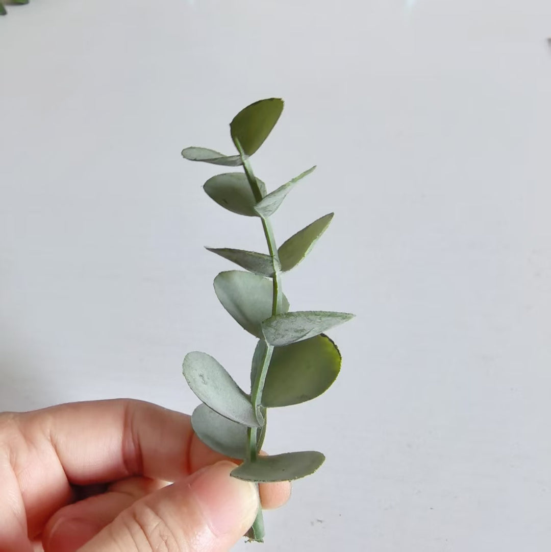 Decorative Eucalyptus