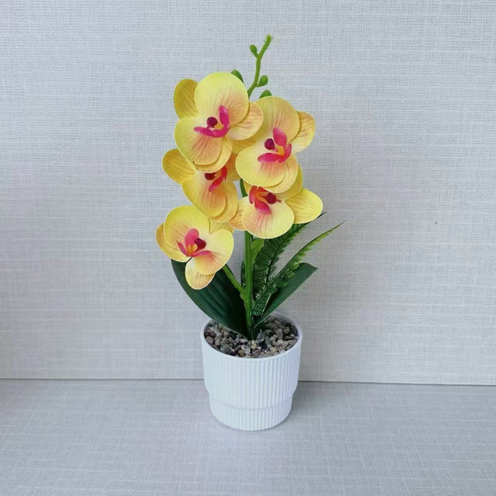 Exotic Orchid Plant Arrangement