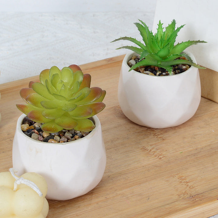 Decorative Succulent Plant Arrangement