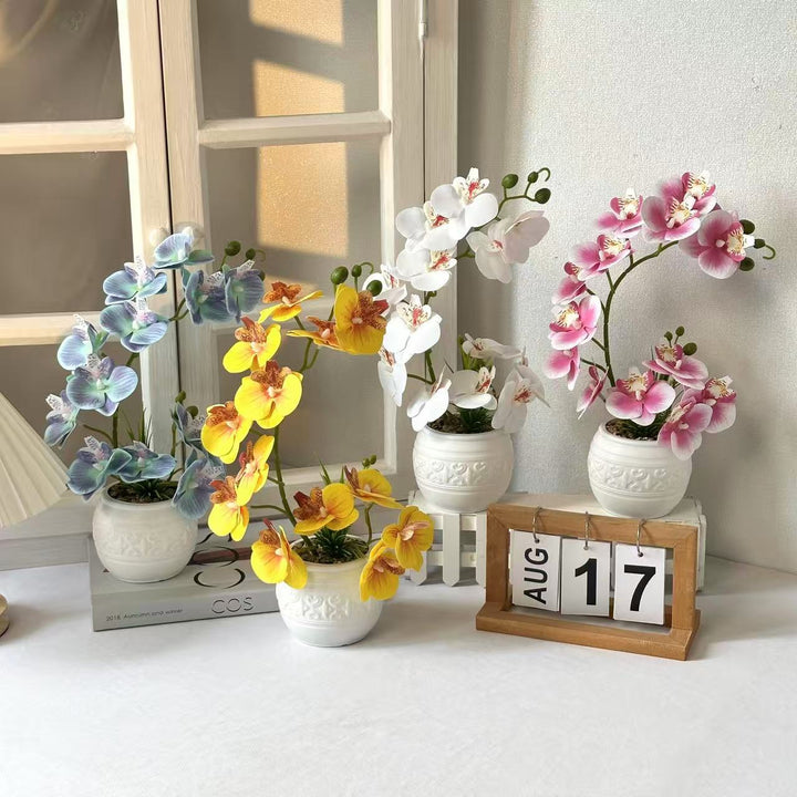 Premium Orchid Plant Arrangement