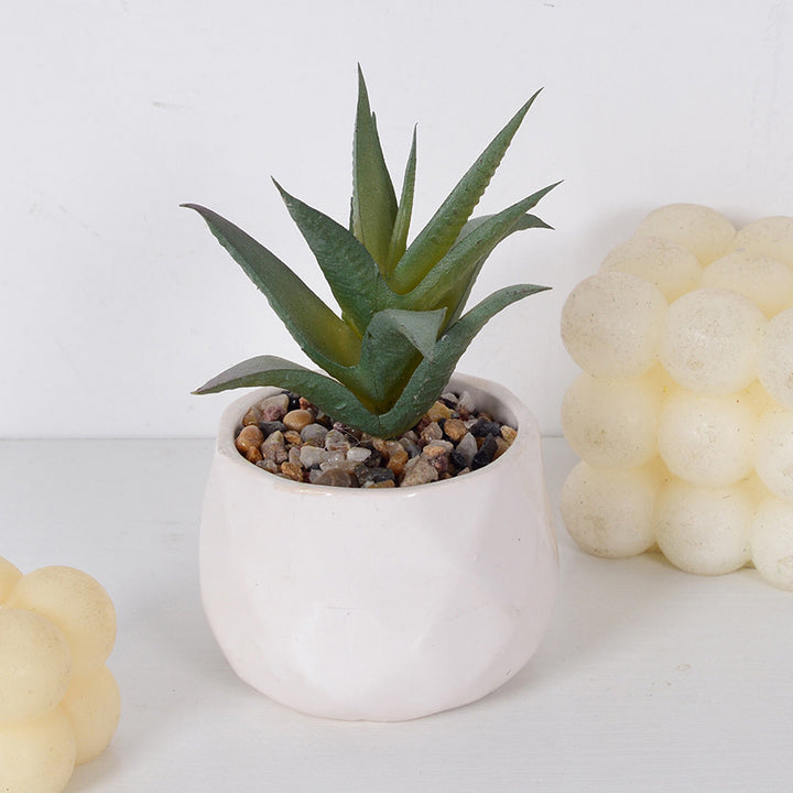 Decorative Succulent Plant Arrangement