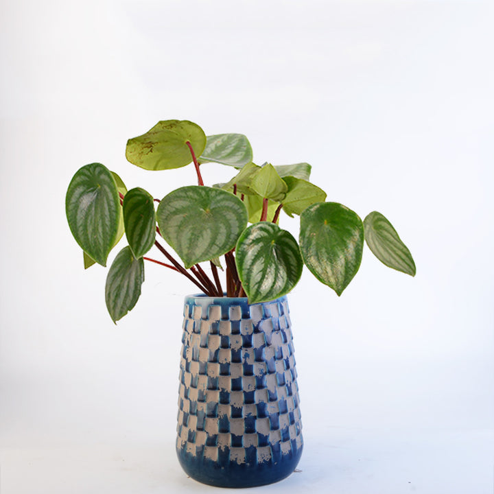 Decorative Flower Pots Stornfield