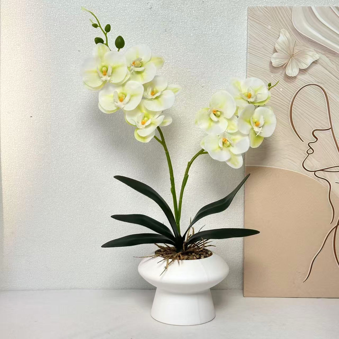 Decorative Orchid Plant Centerpiece