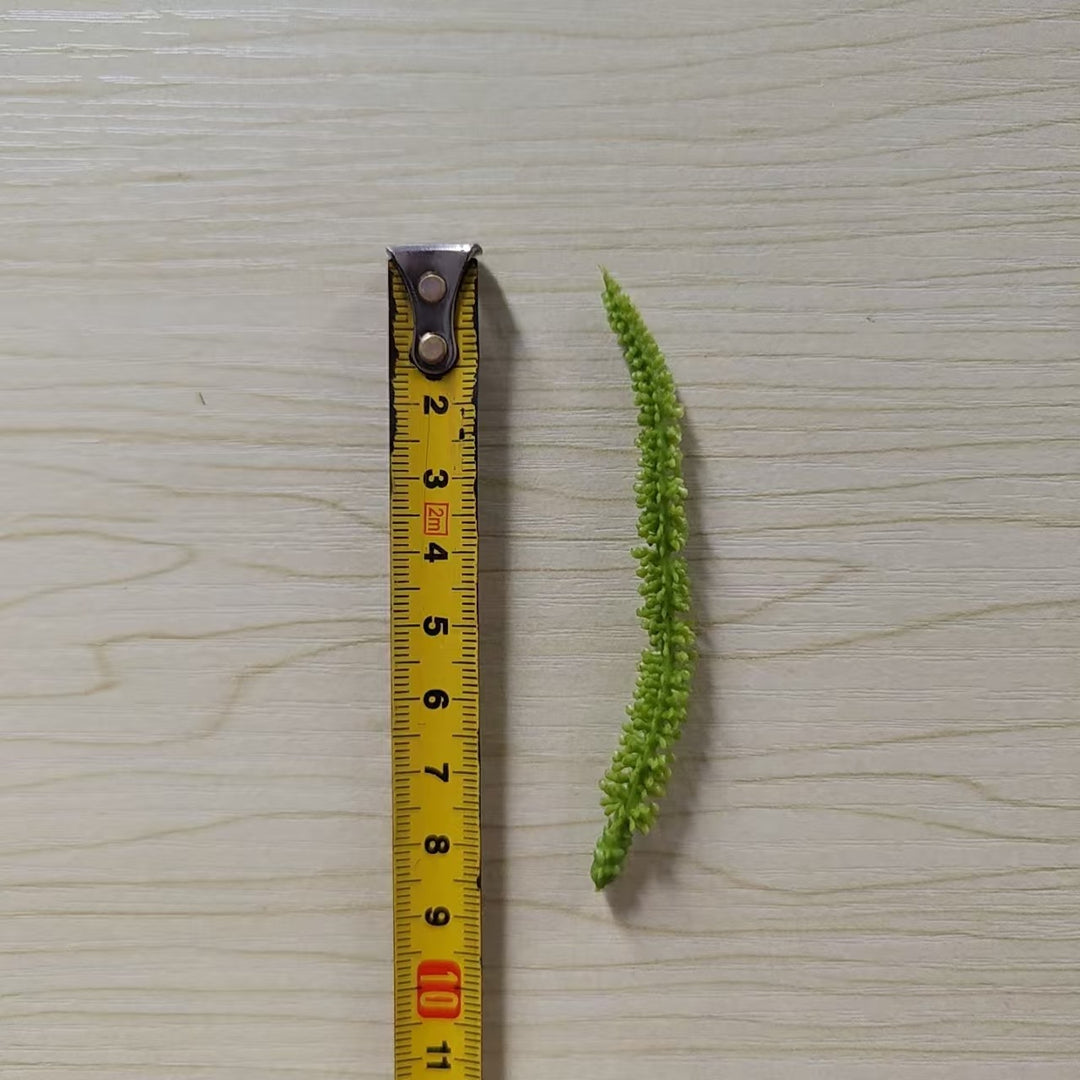 Decorative Green Fern Stem