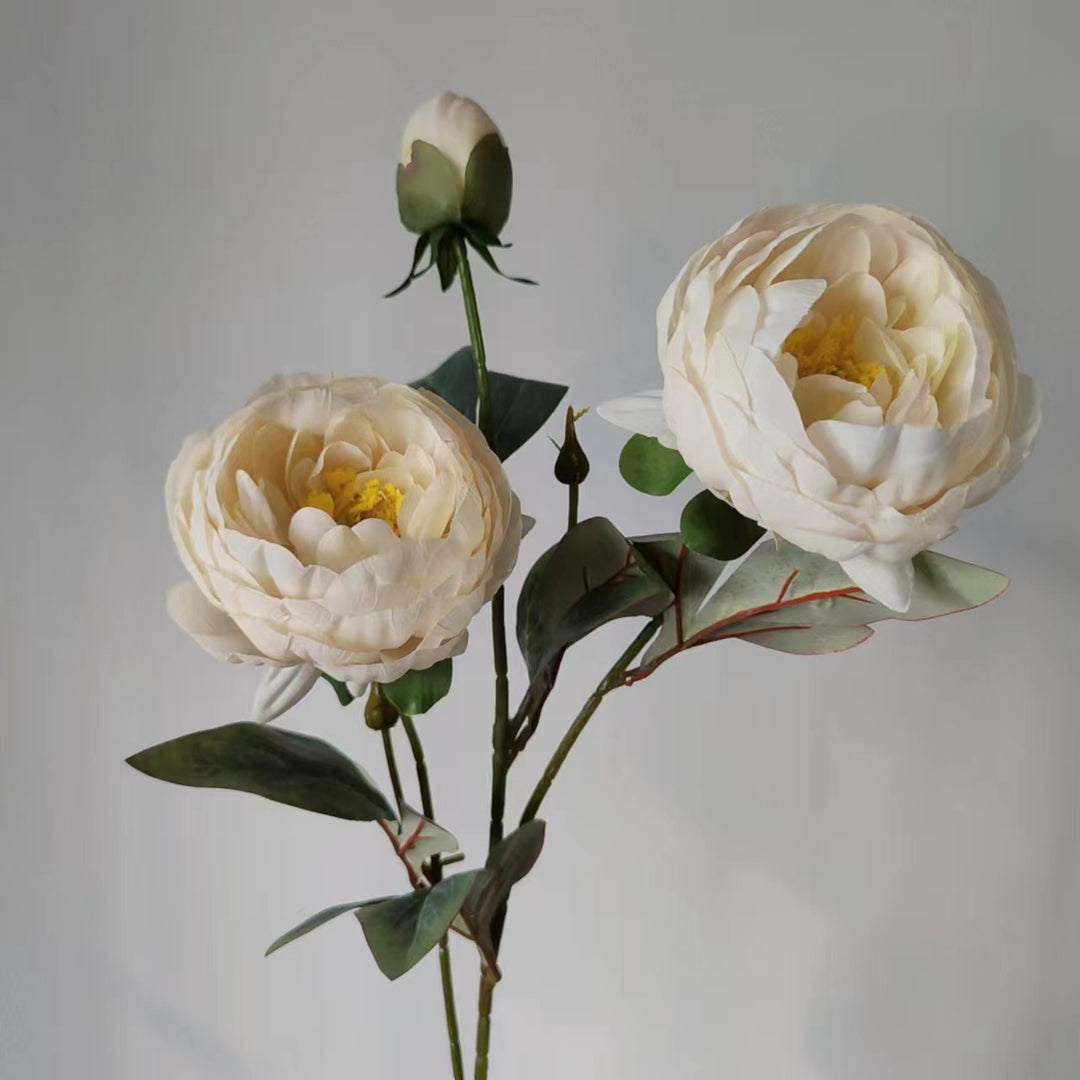 Elegant Peony Flower Stem