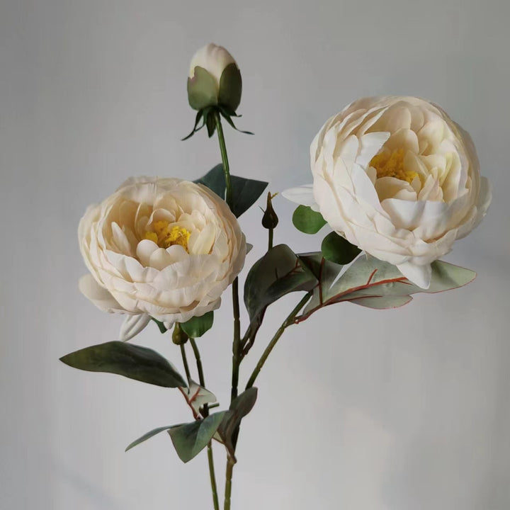 Elegant Peony Flower Stem