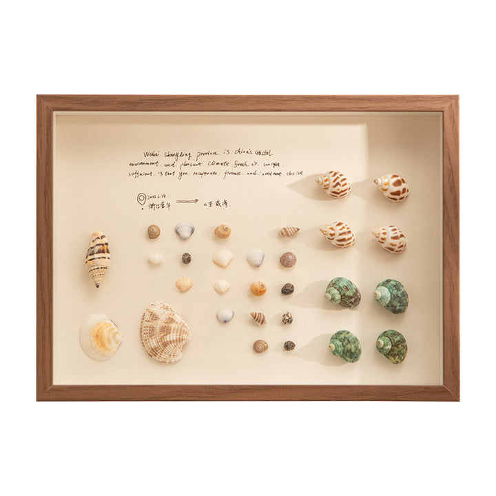 Decorative Shells Display Frame for Home