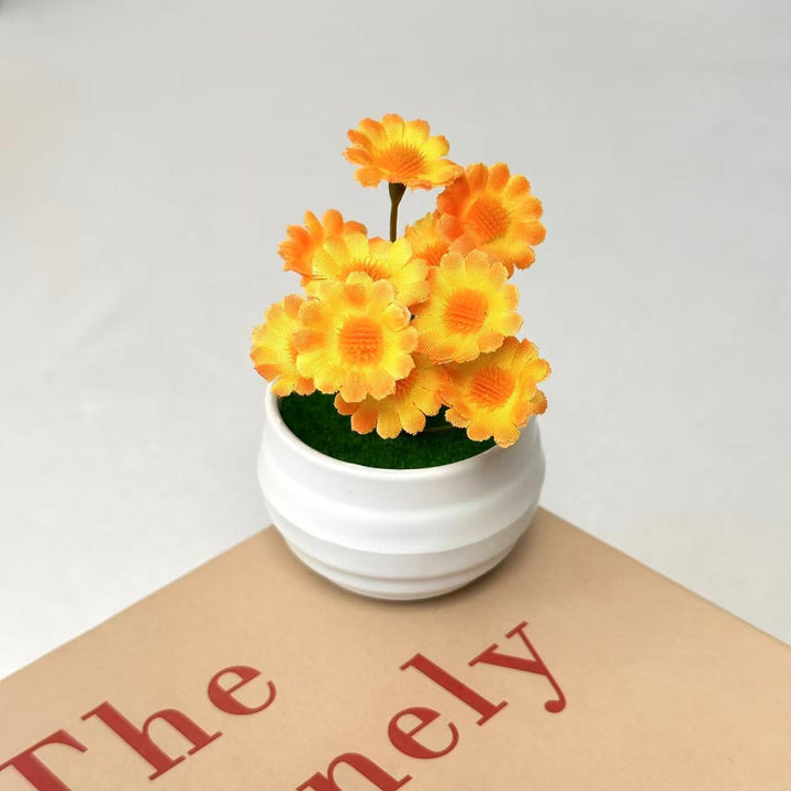 Decorative Daisy Plant Arrangement