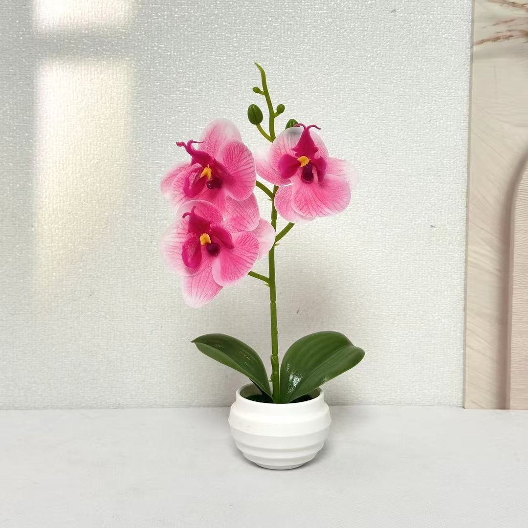 Elegant Decorative Orchid Plant Arrangement for Home Decor