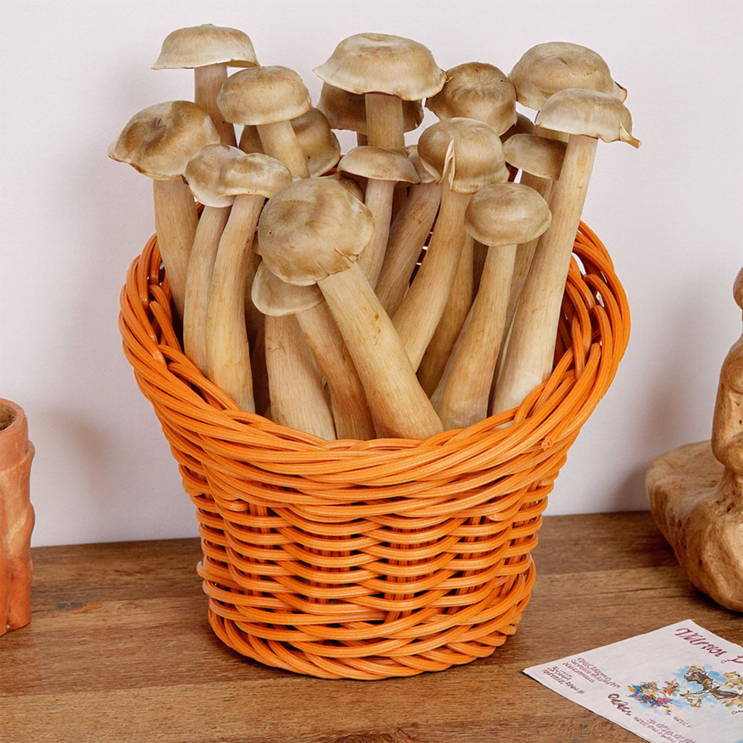 Eco-Friendly Wicker Plant Holder Stornfield