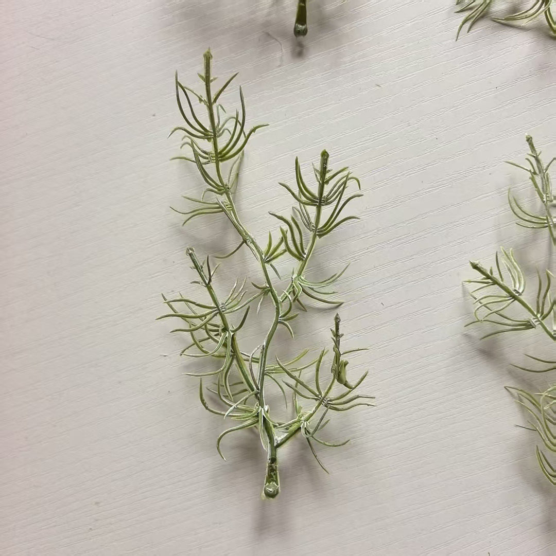 Decorative Air Plant