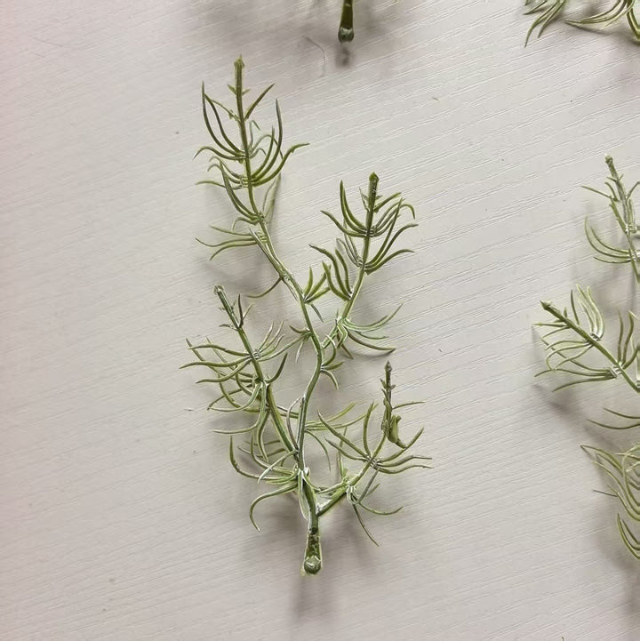 Decorative Air Plant