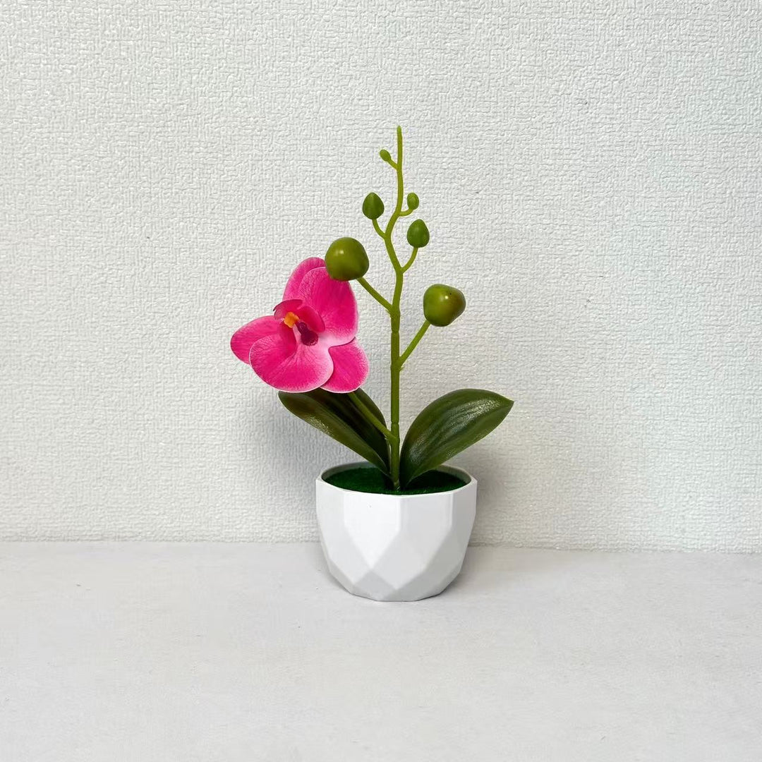 Orchid Plant Arrangement