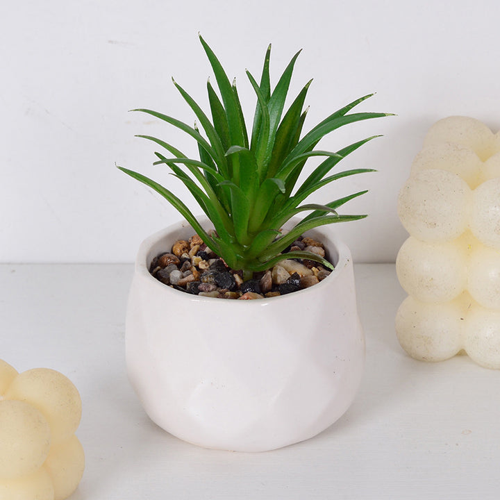 Decorative Succulent Plant Arrangement