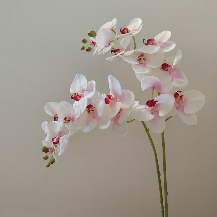 Elegant Orchid Stem