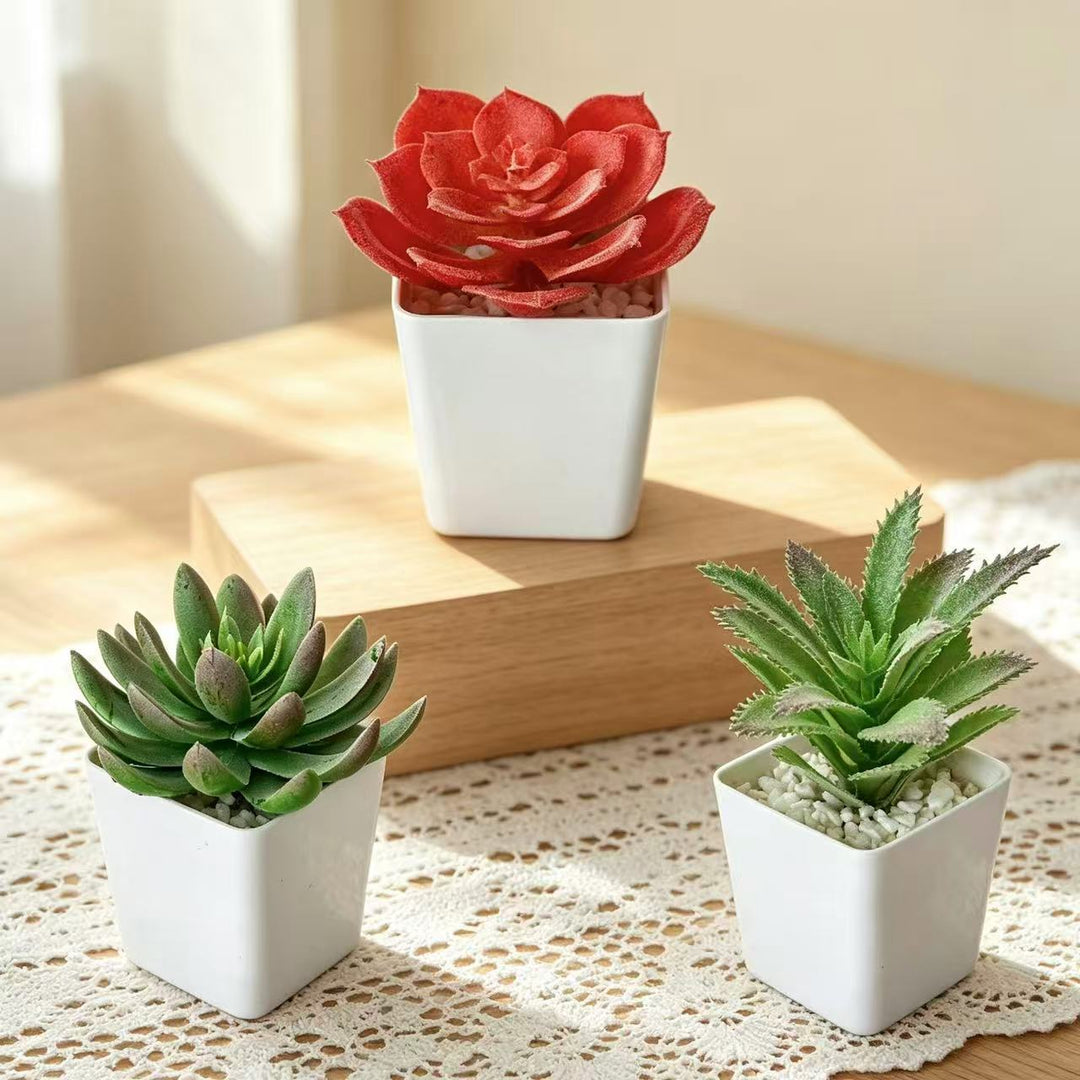 Succulent Plant Arrangement