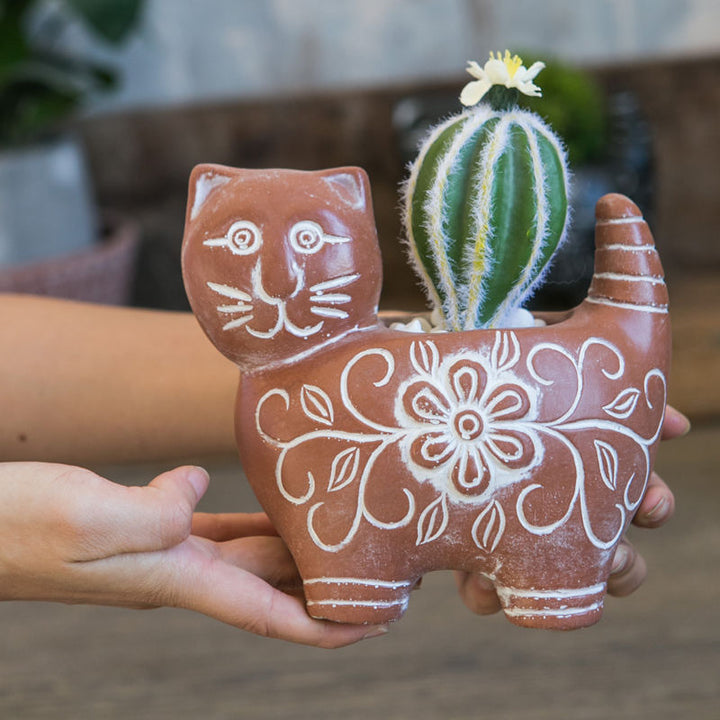 Decorative Plant Stornfield