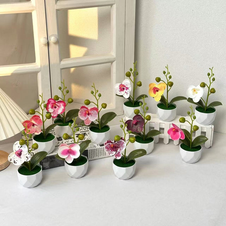 Orchid Plant Arrangement