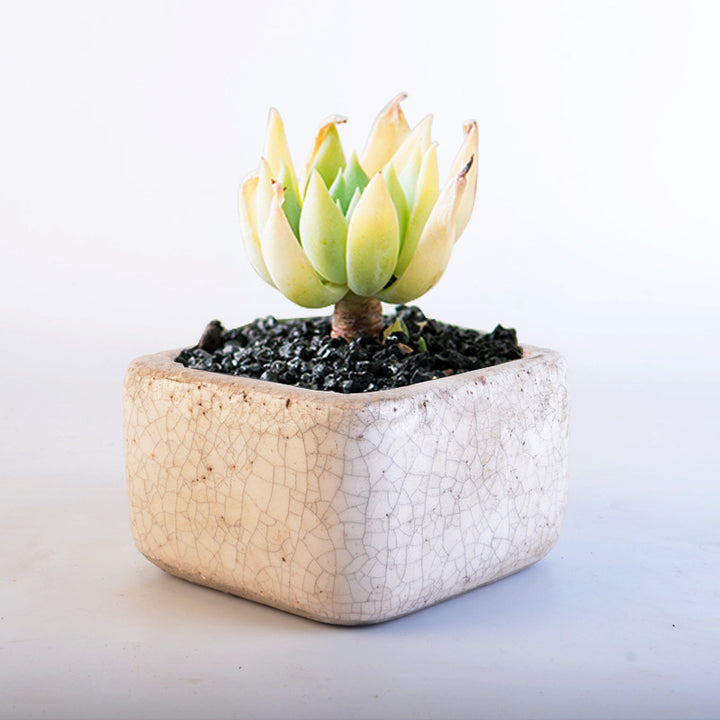 Deko Pot Stornfield