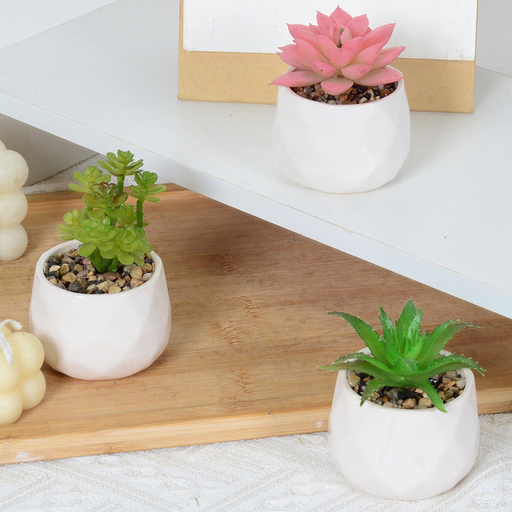 Decorative Succulent Plant Arrangement