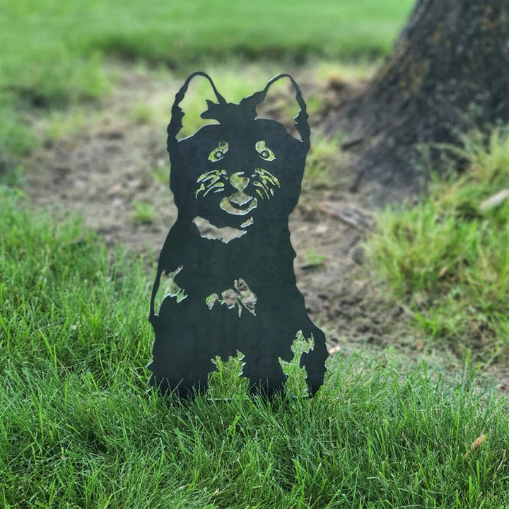 Cairn Terrier | Stornfield